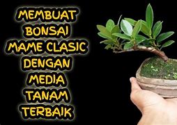 Bonsai Beringin Dolar Terbaik